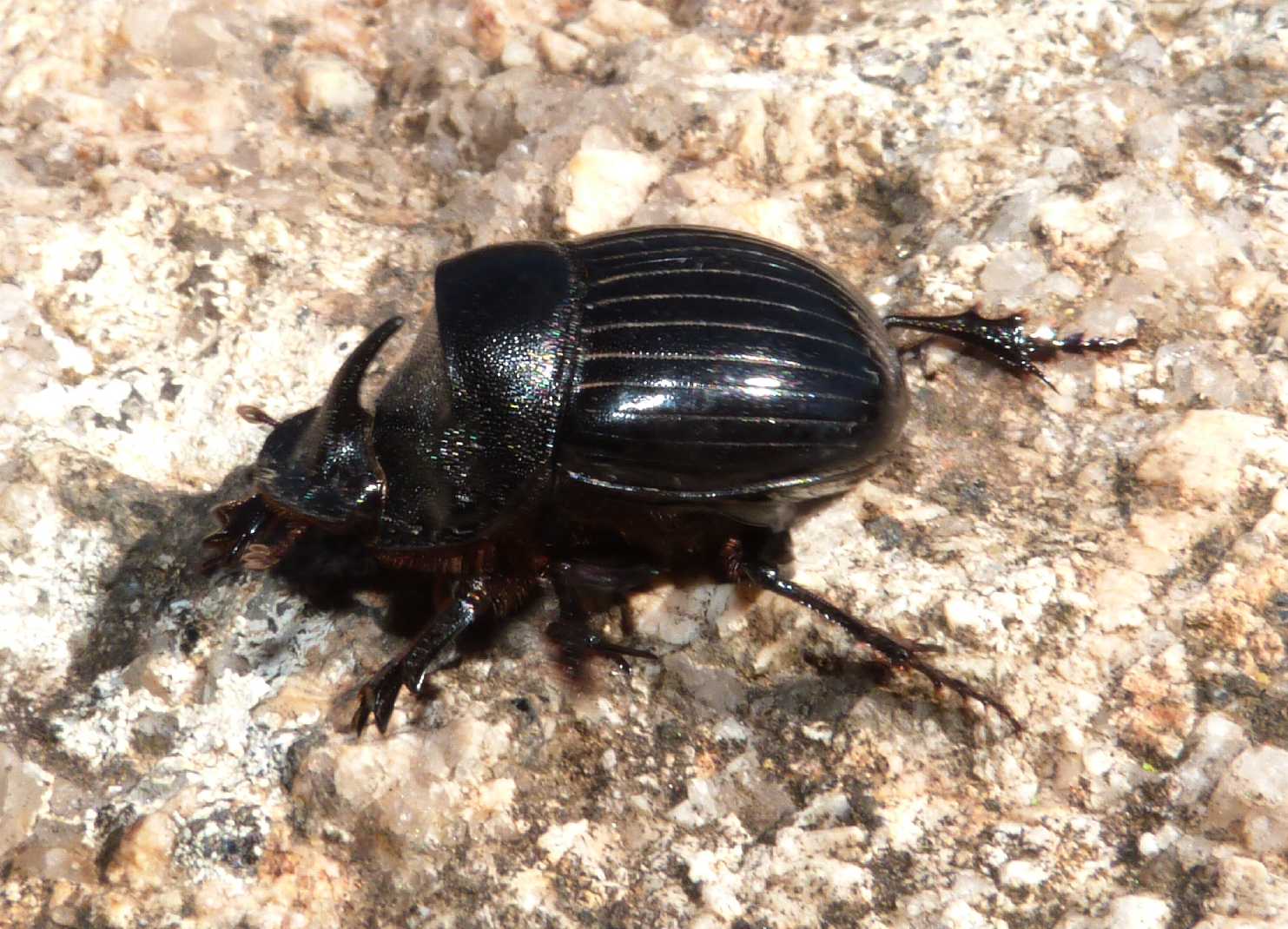 Copris hispanus